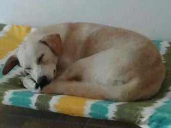 Cachorro ra a raça indefinida idade 7 a 11 meses nome princesa