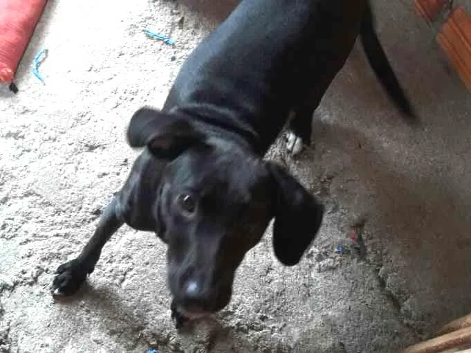 Cachorro ra a Vira Lata idade 1 ano nome Sakira