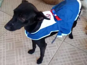 Cachorro raça Vira lata idade 2 a 6 meses nome Esméria