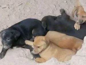 Cachorro raça  idade Abaixo de 2 meses nome não tem