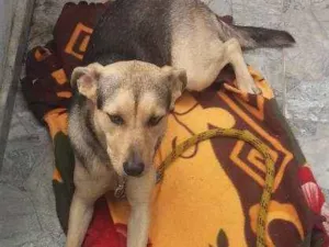 Cachorro raça vira lata idade 7 a 11 meses nome Bob