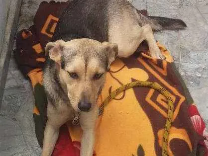 Cachorro ra a vira lata idade 7 a 11 meses nome Bob