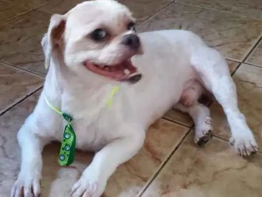 Cachorro ra a lhasa apso idade 5 anos nome Não sei Nick