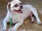 Cachorro raça lhasa apso idade 5 anos nome Não sei Nick