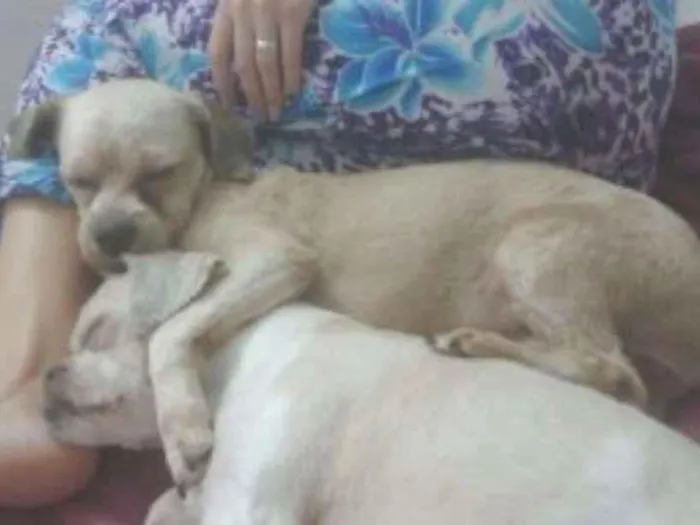 Cachorro ra a Não sei idade 1 ano nome Teddy 