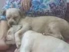 Cachorro raça Não sei idade 1 ano nome Teddy 