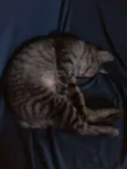 Nina
