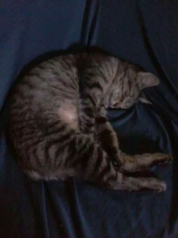 Gato raça Angorá idade 7 a 11 meses nome Nina