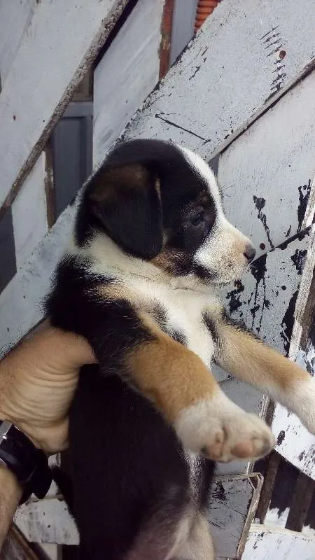 Cachorro ra a SRD idade Abaixo de 2 meses nome Lindinha