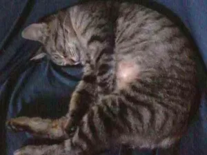 Gato raça Angorá idade 7 a 11 meses nome Nina