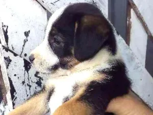 Cachorro raça SRD idade Abaixo de 2 meses nome Lindinha