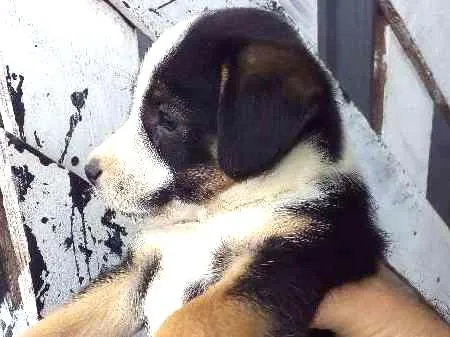 Cachorro ra a SRD idade Abaixo de 2 meses nome Lindinha