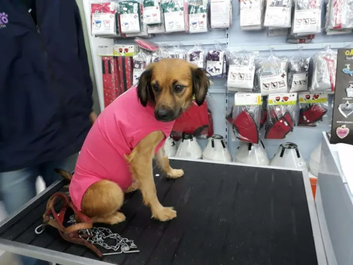 Cachorro ra a SRD idade 1 ano nome isadora