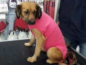 Cachorro raça SRD idade 1 ano nome isadora