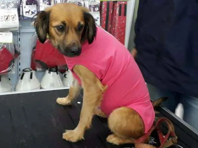 Cachorro ra a SRD idade 1 ano nome isadora