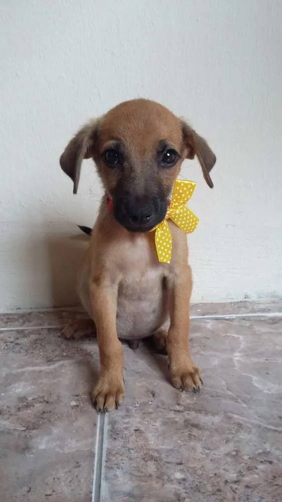 Cachorro raça Vira -lata idade 2 a 6 meses nome Não tem nome