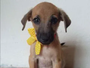 Cachorro raça Vira -lata idade 2 a 6 meses nome Não tem nome