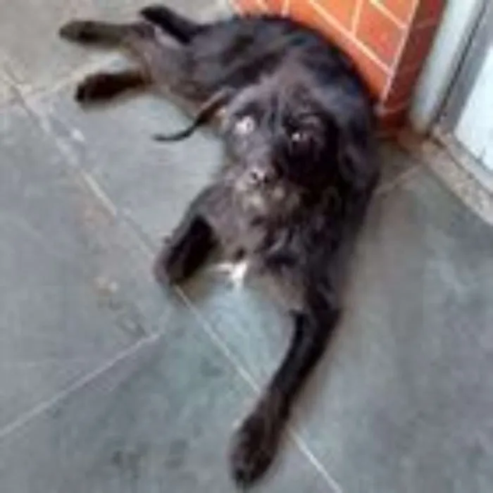 Cachorro ra a Vira lata idade 6 ou mais anos nome Sasha