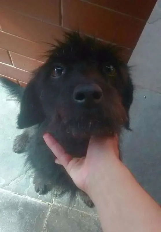 Cachorro ra a Vira lata idade 6 ou mais anos nome Sasha