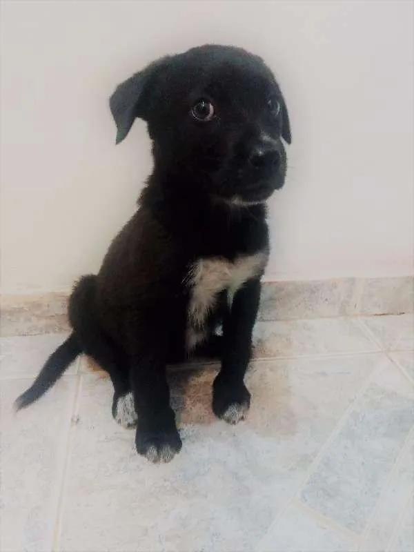 Cachorro raça desconhecida idade 2 a 6 meses nome Nina