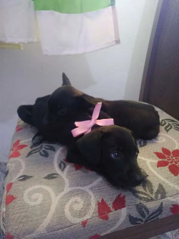 Cachorro raça desconhecida idade 2 a 6 meses nome Nina, Mel e Boy