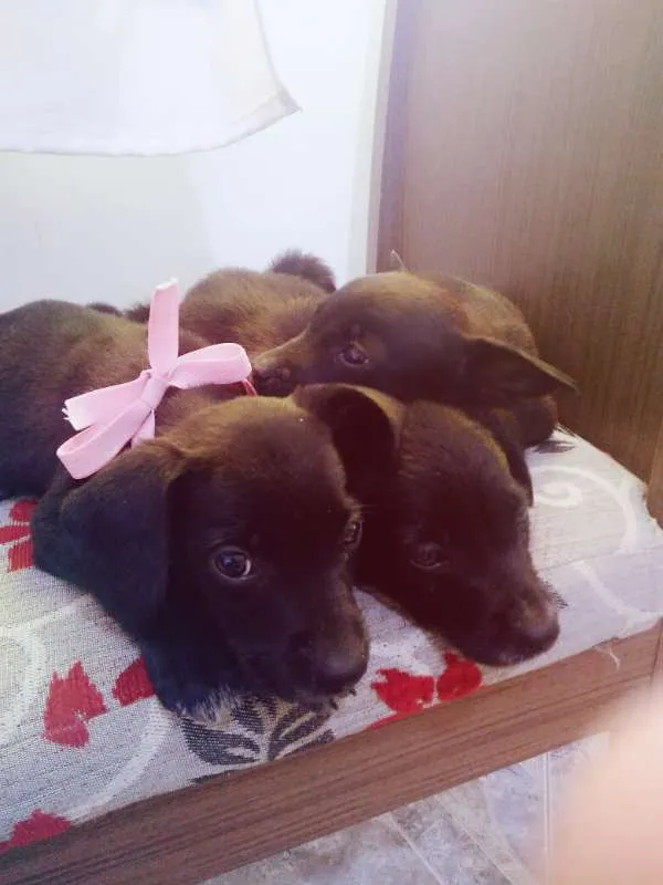 Cachorro raça desconhecida idade 2 a 6 meses nome Nina, Mel e Boy