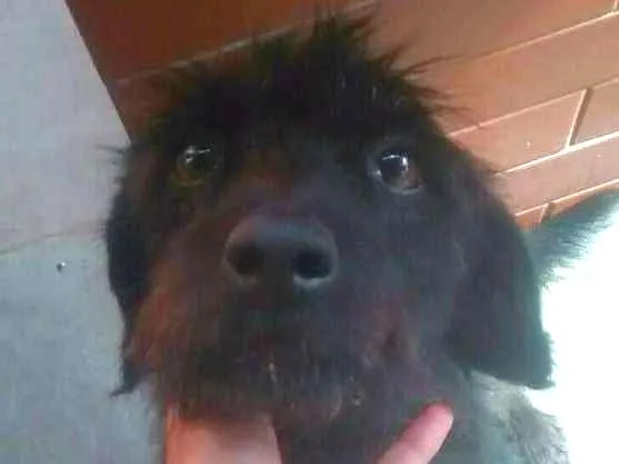 Cachorro ra a Vira lata idade 6 ou mais anos nome Sasha
