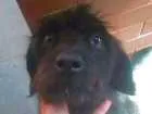 Cachorro raça Vira lata idade 6 ou mais anos nome Sasha
