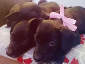Cachorro raça desconhecida idade 2 a 6 meses nome Nina, Mel e Boy