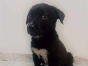 Cachorro raça desconhecida idade 2 a 6 meses nome Nina
