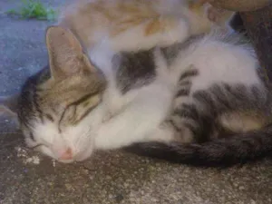 Gato raça  idade 2 a 6 meses nome sem nome