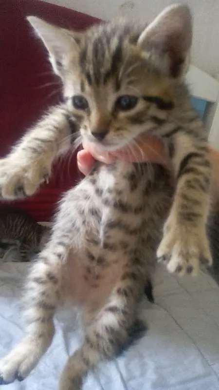 Gato raça vira-lata idade Abaixo de 2 meses nome Sem nome
