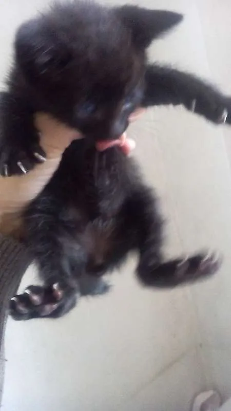 Gato raça vira-lata idade Abaixo de 2 meses nome Sem nome