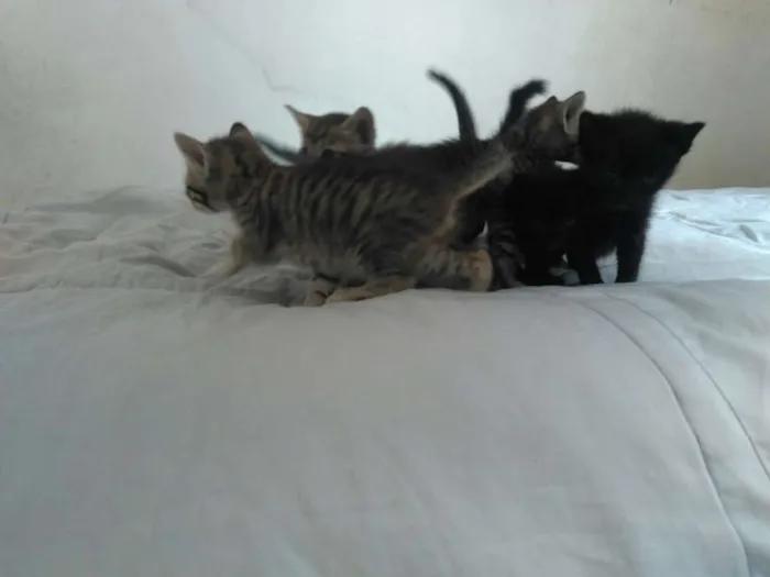 Gato raça vira-lata idade Abaixo de 2 meses nome Sem nome