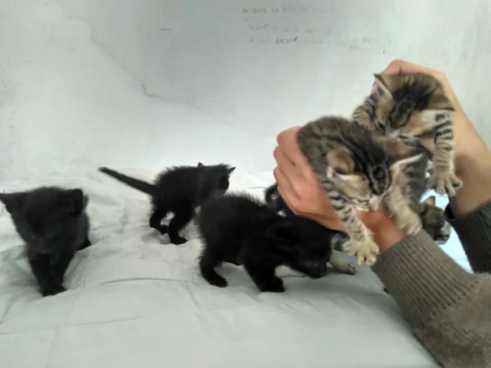 Gato raça vira-lata idade Abaixo de 2 meses nome Sem nome