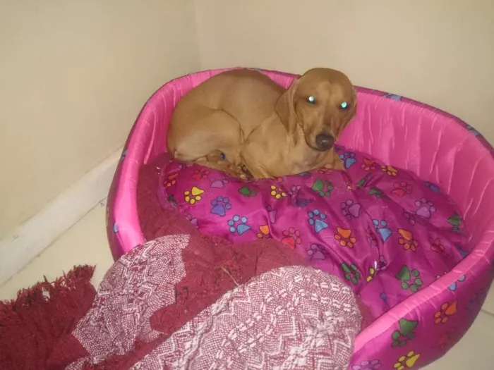 Cachorro ra a Basset teckel  idade 1 ano nome MEL 