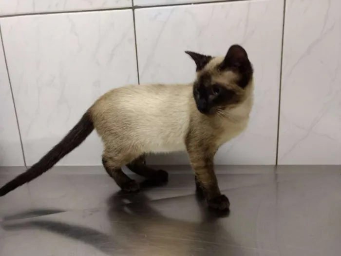 Gato ra a  idade 2 a 6 meses nome MAISA