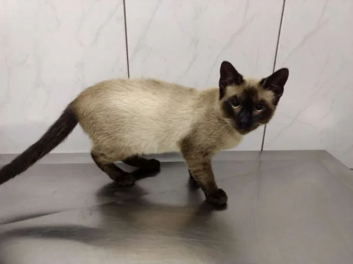Gato ra a  idade 2 a 6 meses nome MAISA
