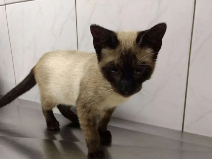 Gato ra a  idade 2 a 6 meses nome MAISA