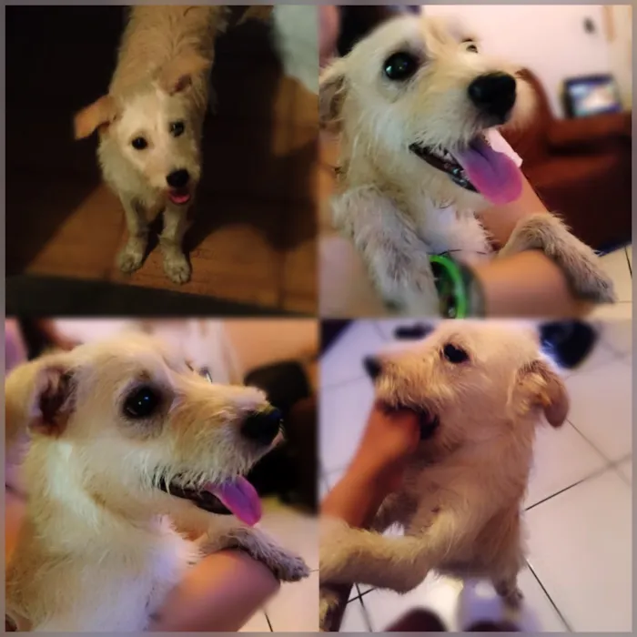Cachorro raça Viralata idade 7 a 11 meses nome Sem nome