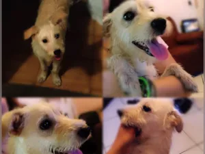 Cachorro raça Viralata idade 7 a 11 meses nome Sem nome
