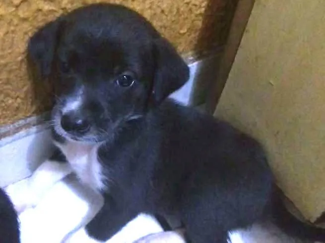 Cachorro ra a Vira lata idade Abaixo de 2 meses nome Nina