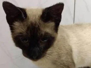Gato raça  idade 2 a 6 meses nome MAISA