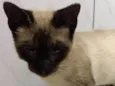 MAISA
