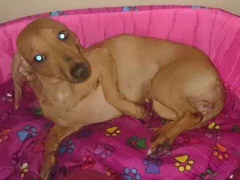 Cachorro ra a Basset teckel  idade 1 ano nome MEL 