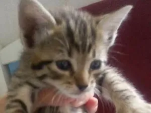Gato raça vira-lata idade Abaixo de 2 meses nome Sem nome