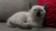 Gato rajadinho