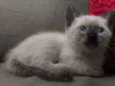 Gato rajadinho