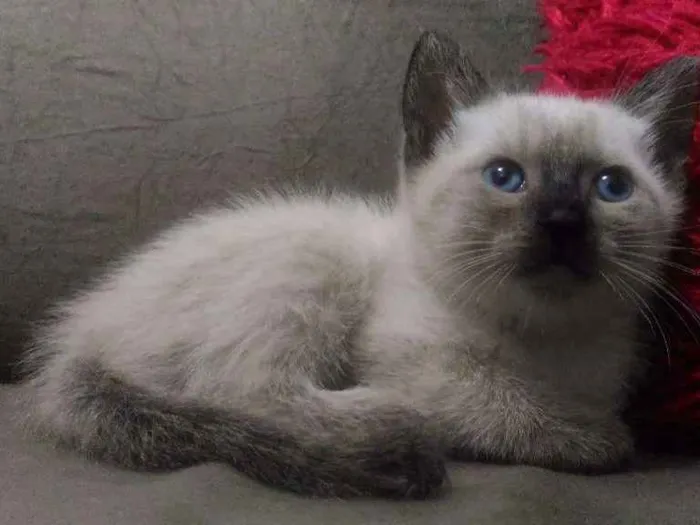 Gato ra a Raças misturadas idade 2 a 6 meses nome Gato rajadinho