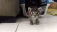 Gato rajadinho